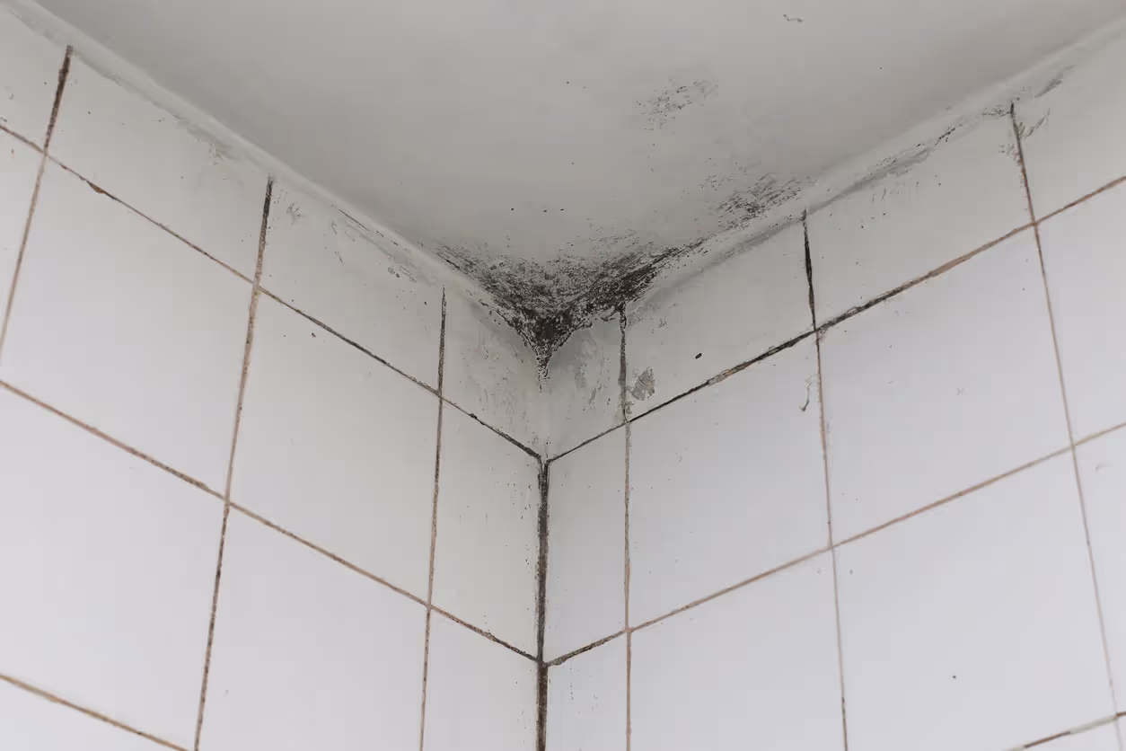 Top 10 Places Mold Might Be hiding Inside Your Home