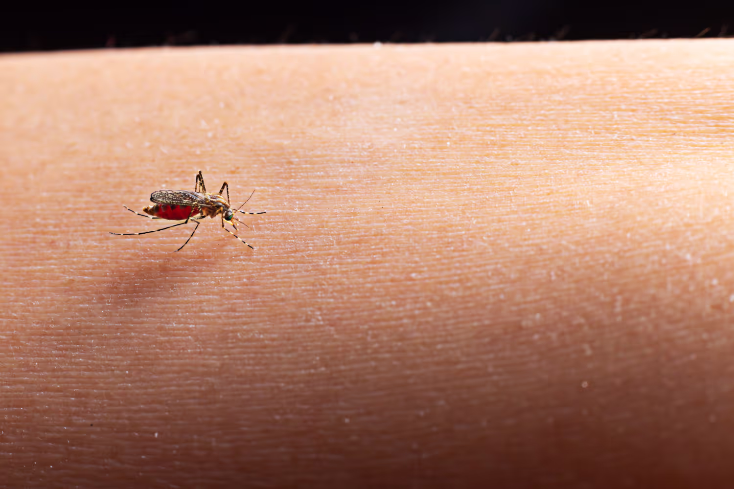 What is The Link Between Lyme Disease and Mold?