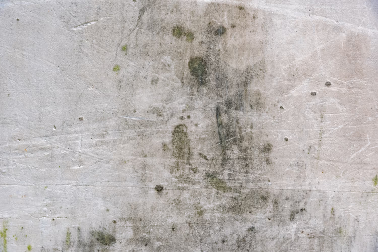 When Mold Dries, Is It Dead?
