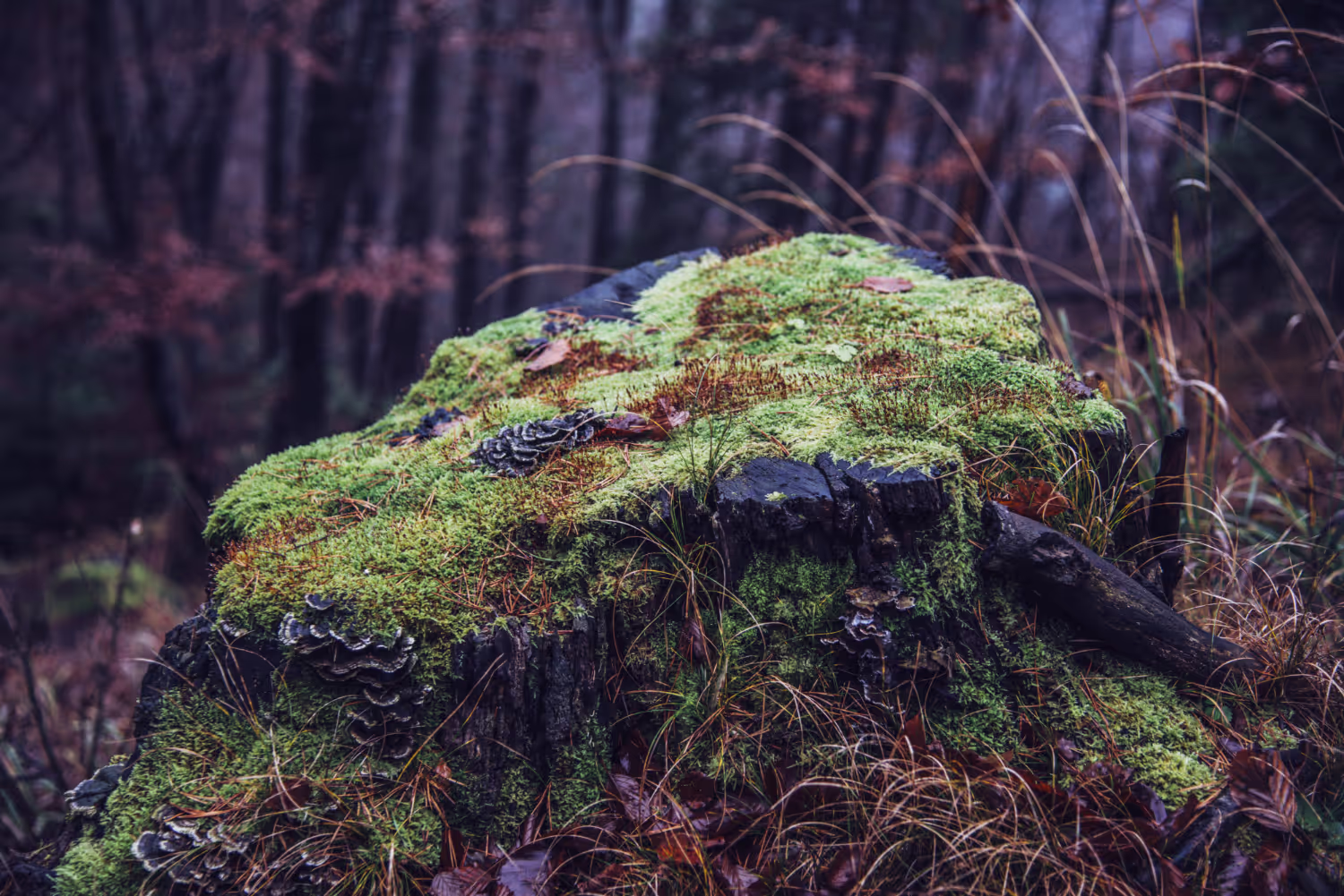 Where Does Mold Come From?