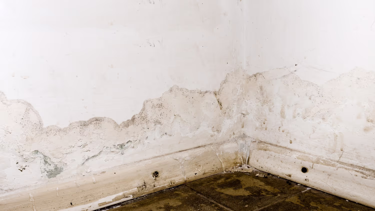 Why is Mold an Epidemic